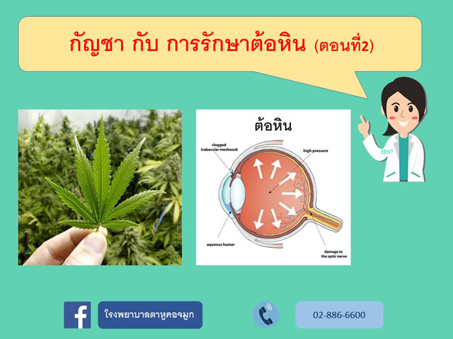 กัญชากับต้อหิน
